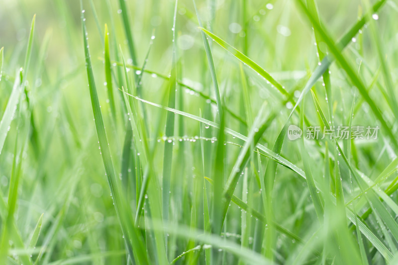 雨中青草特写