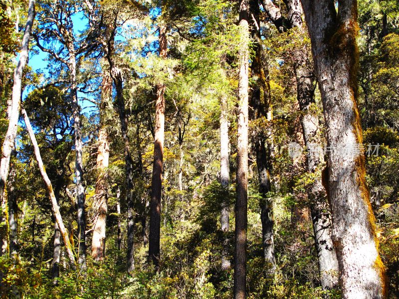 云南普达措森林风光