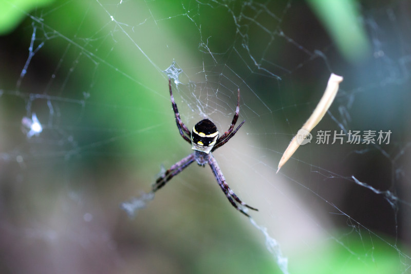 正在织网的蜘蛛金蛛 微距特写镜头