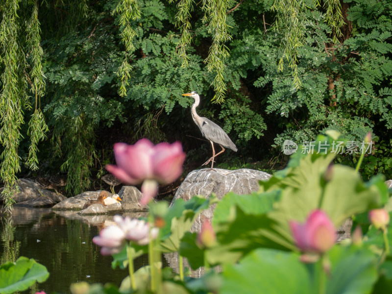 池塘边的灰鹭和莲花