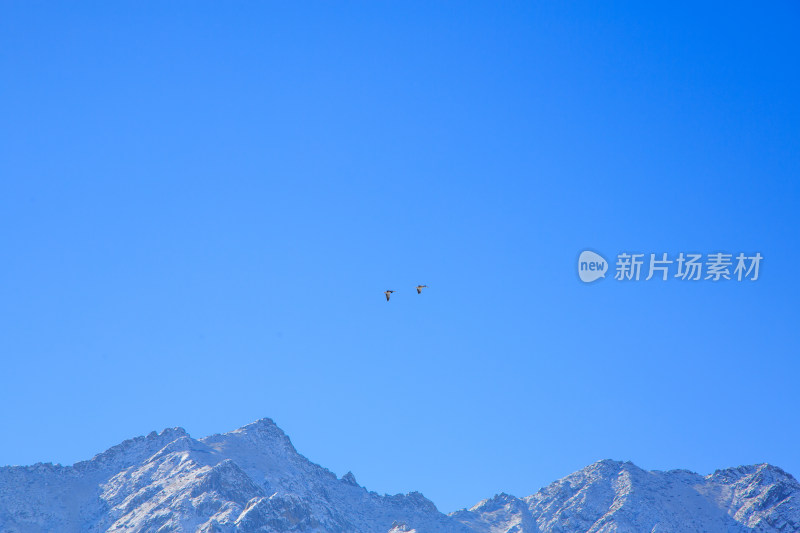 中国西藏冬季蓝天下迁徙的鸟类飞越雪山