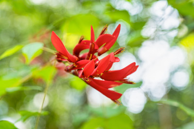 园林乔木刺桐树红色的花