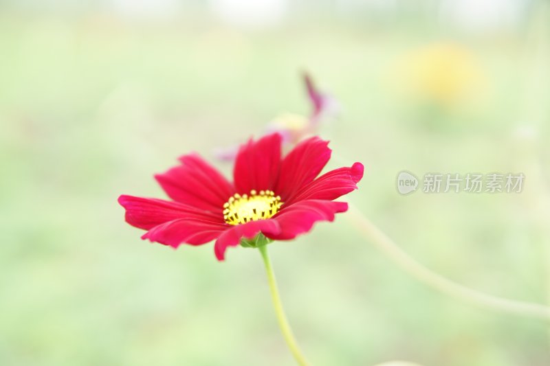 花草花卉