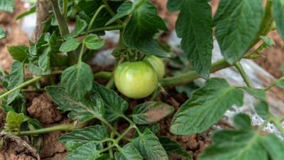 番茄种植生长