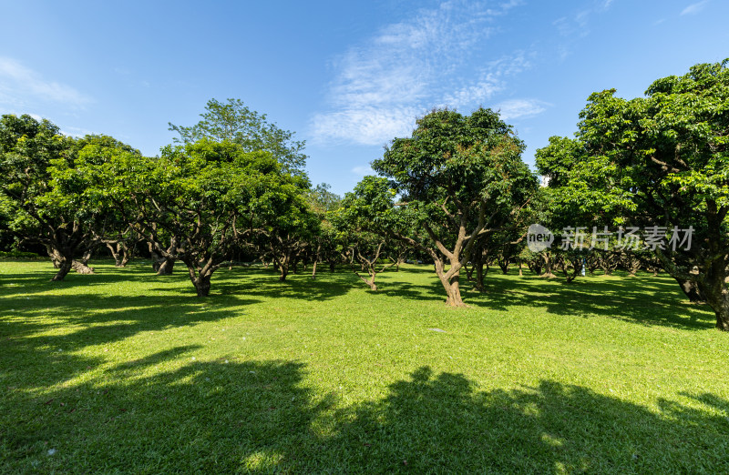 荔枝林、荔枝树