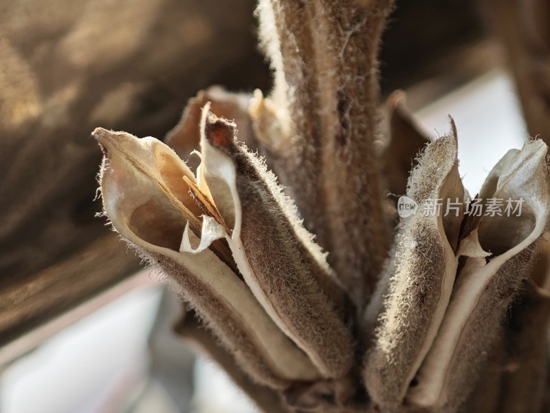 枯萎植物特写尽显秋日萧瑟之态