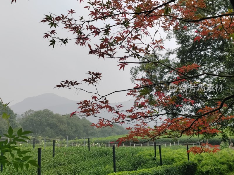 红枫叶下的茶园与远山自然风光