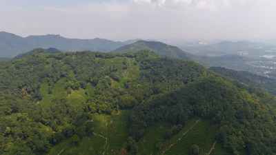 杭州西湖龙井茶园 十里琅珰