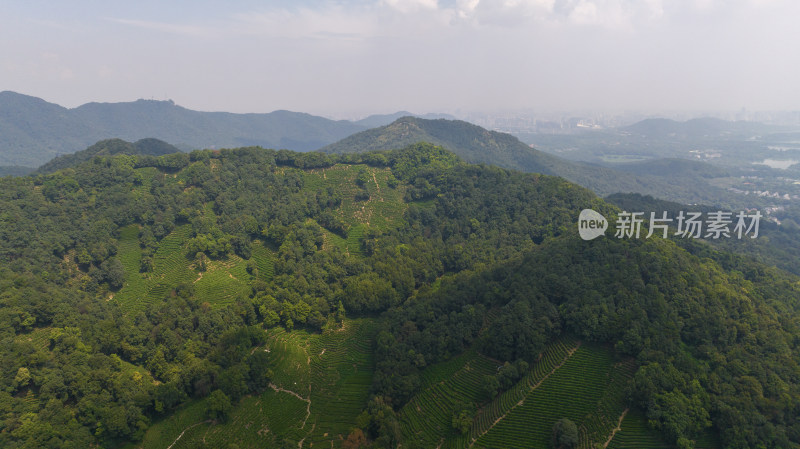 杭州西湖龙井茶园 十里琅珰