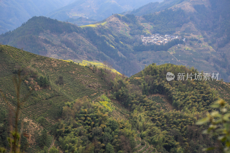 徽州古茶道：歙县文昌古道春天油菜花盛开