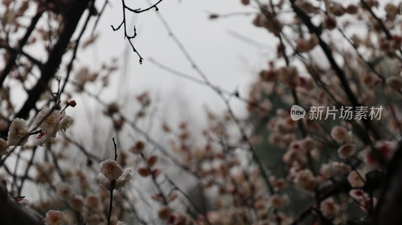 朦胧背景下的盛开梅花