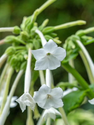 春天的花烟草开花特写