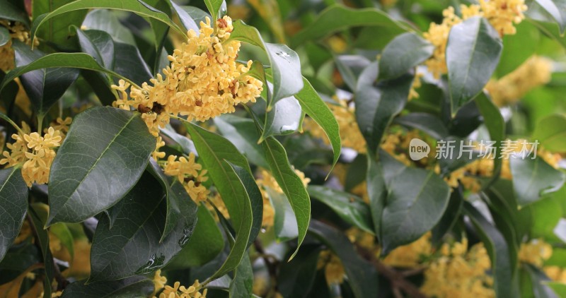 淡雅的黄色花朵桂花