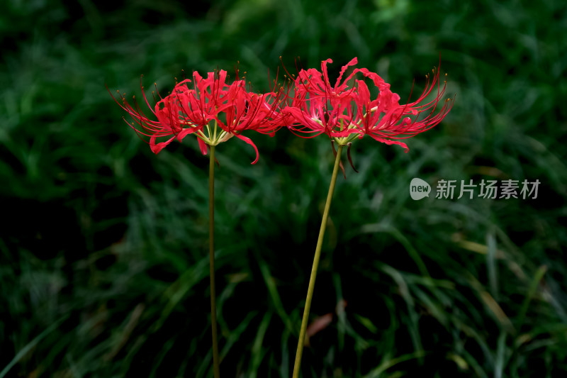 草丛中，盛开的彼岸花特写