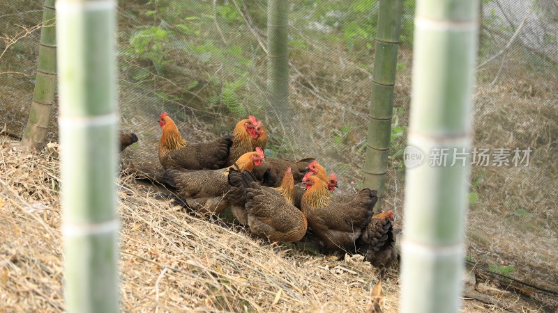 农村山林散养鸡