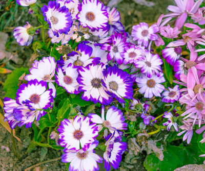 蝶恋花紫花粉花花卉