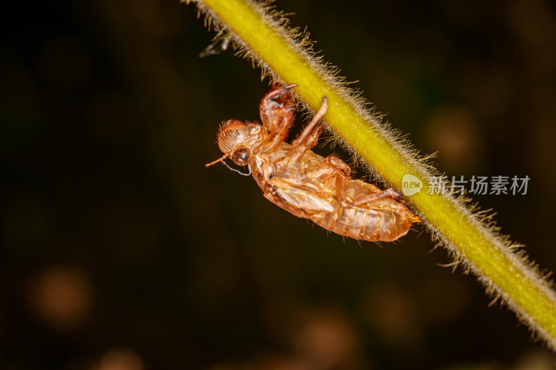 夏日的蝉蜕