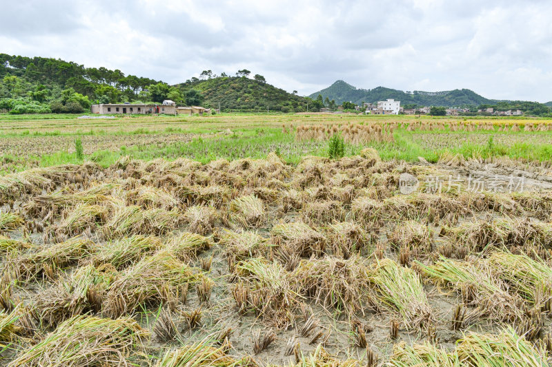 乡村水稻田