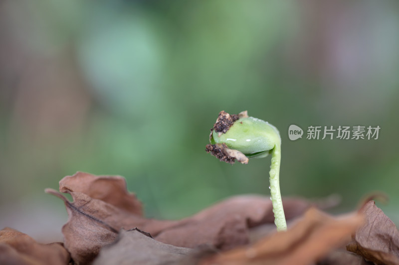 枯叶里长出来的嫩芽