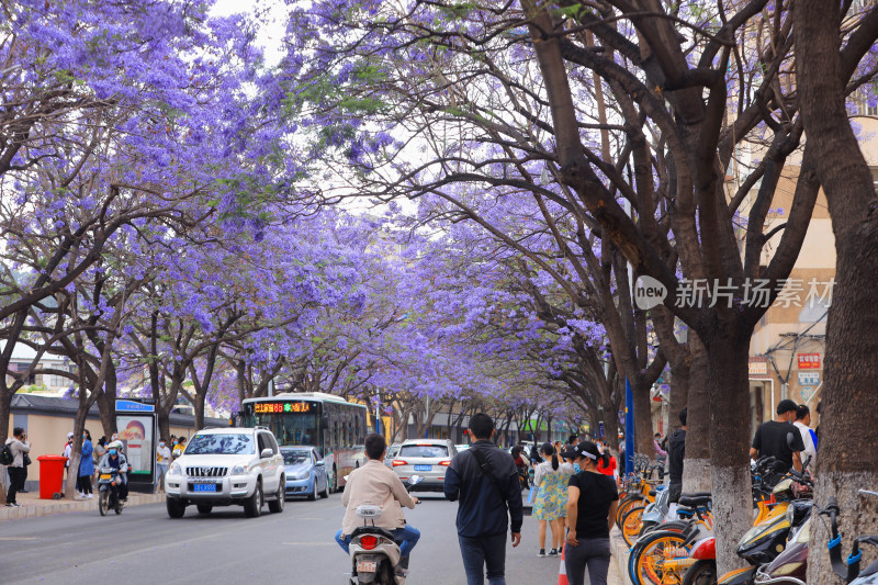 昆明蓝花楹 教场中路