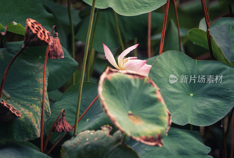 夏天的荷花