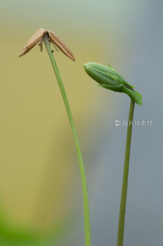 两根植物茎秆上的种子与花苞特写