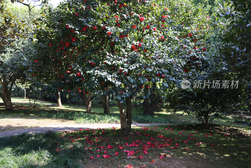 中国杭州木兰山茶园 红色山茶花