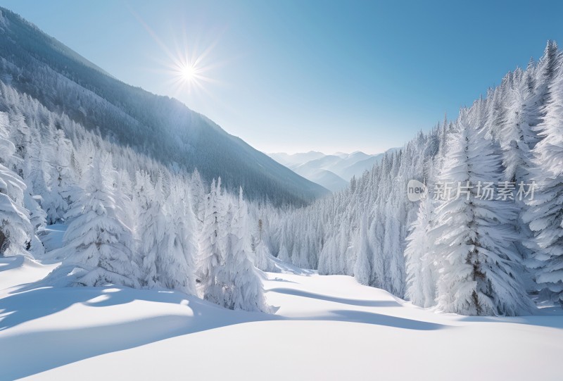 冬季森林白雪覆盖风景