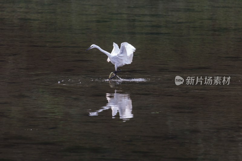 北京清河白鹭戏水