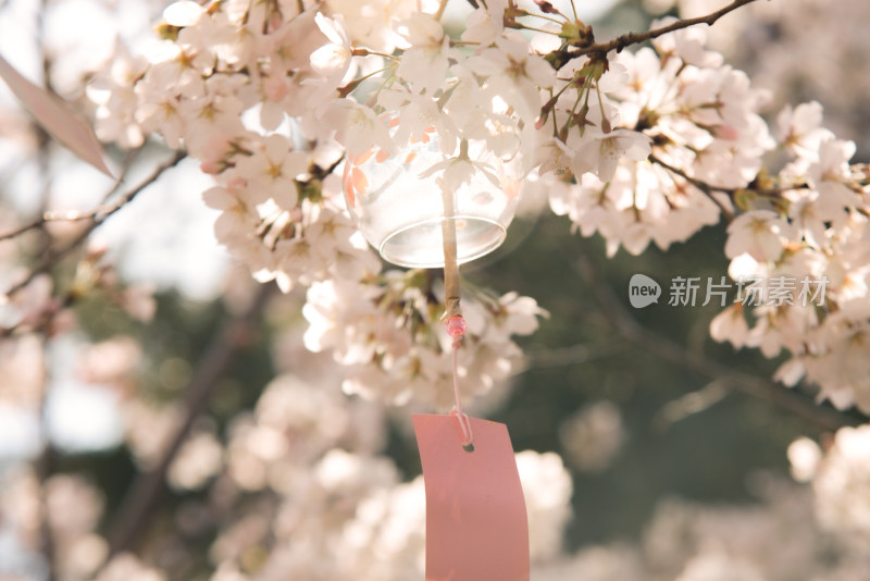 樱花春天风铃季节