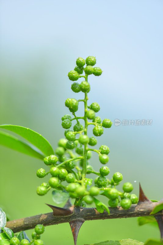 青花椒种植基地