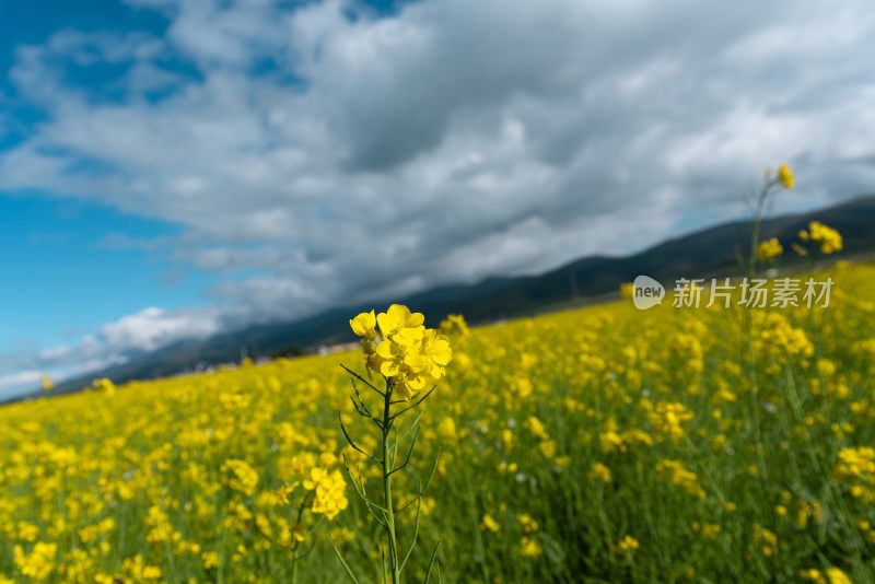 青海湖油菜花