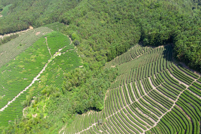 福建武夷山上种满整齐茶树的茶园