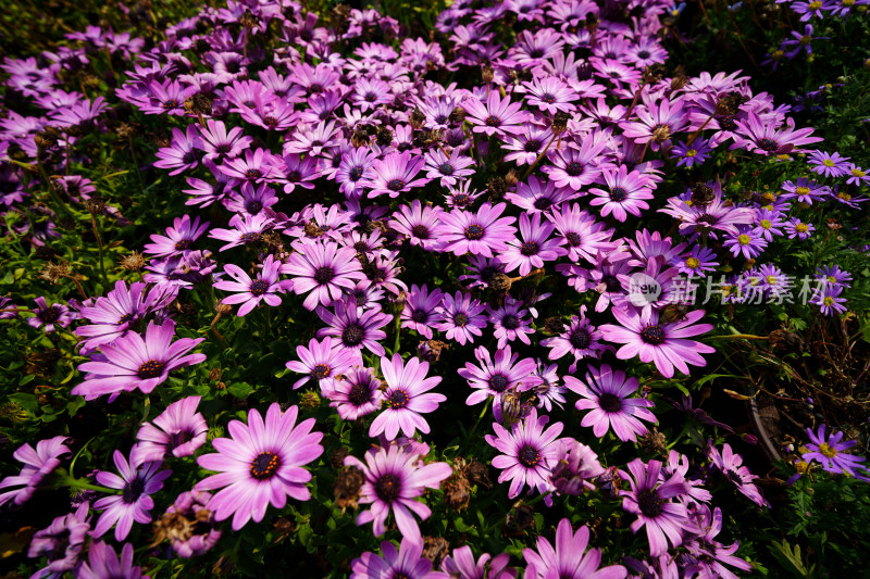 紫色开花植物姬小菊