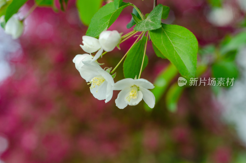 白色海棠花特写