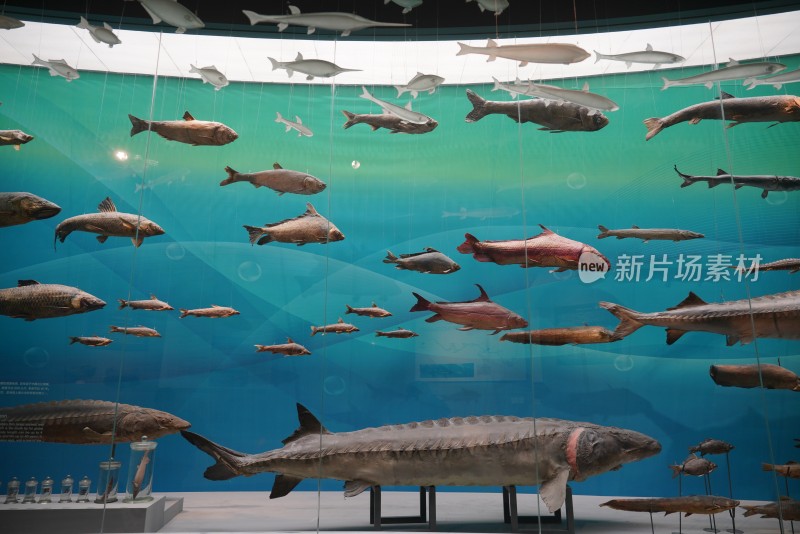长江流域各种各样的鱼类标本