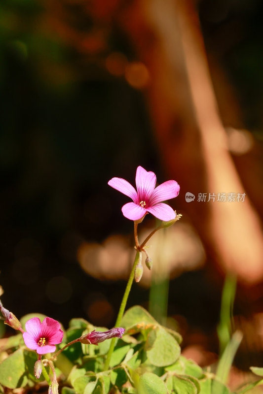 粉色花朵特写展现自然之美