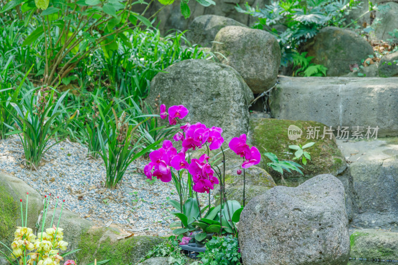 广州麓湖公园麓湖花园粉红色蝴蝶兰鲜花植物