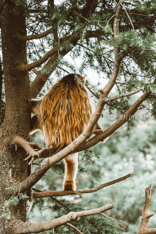 金丝猴坐在树上的特写
