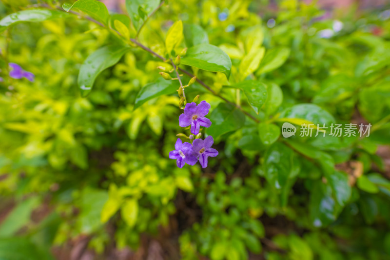 紫色开花植物假连翘