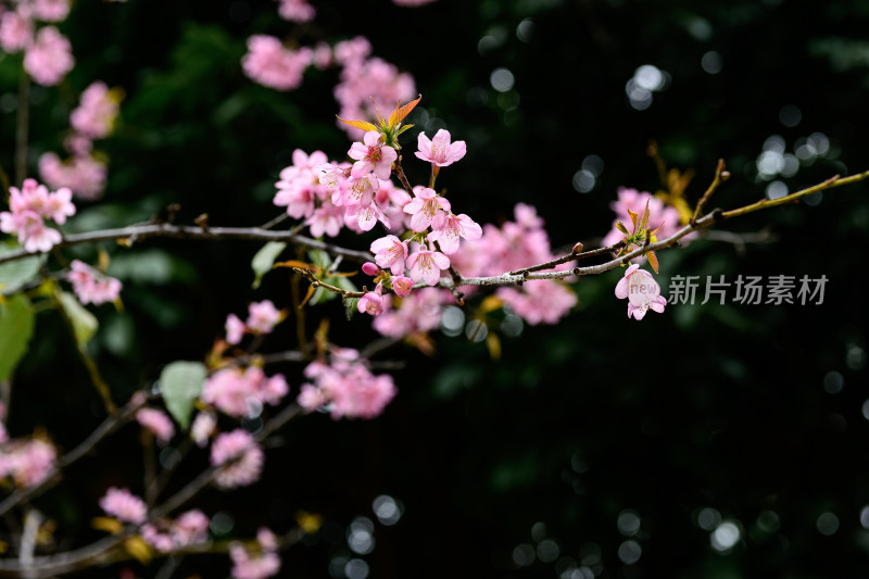 盛开的粉色樱花枝条