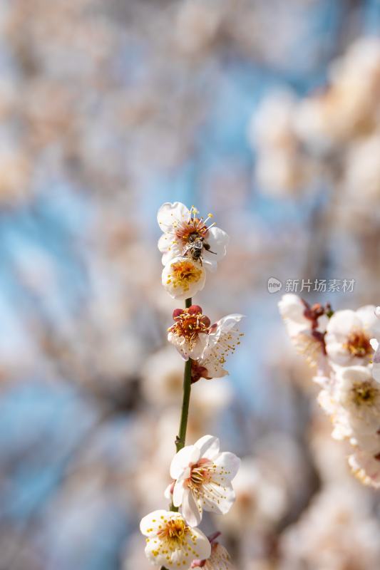 梅花与蜜蜂特写