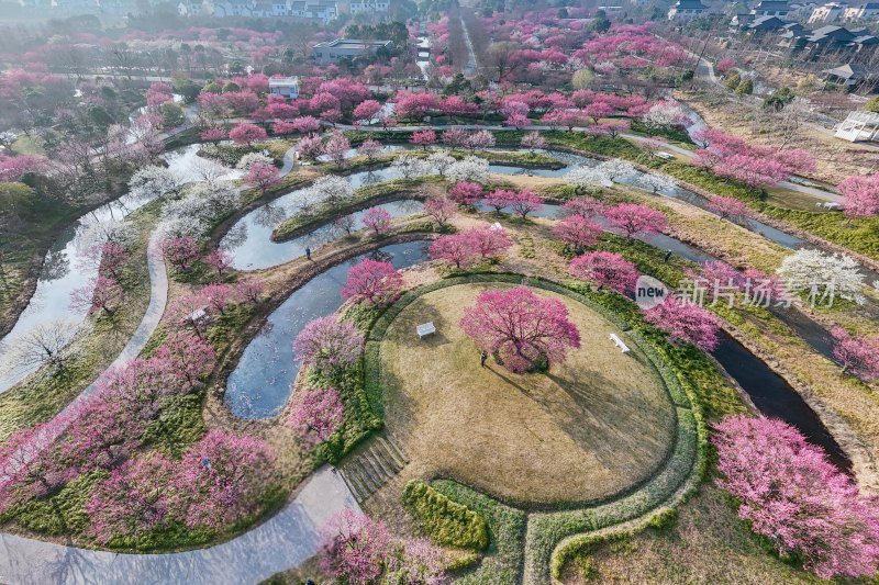 花开海上梅花节