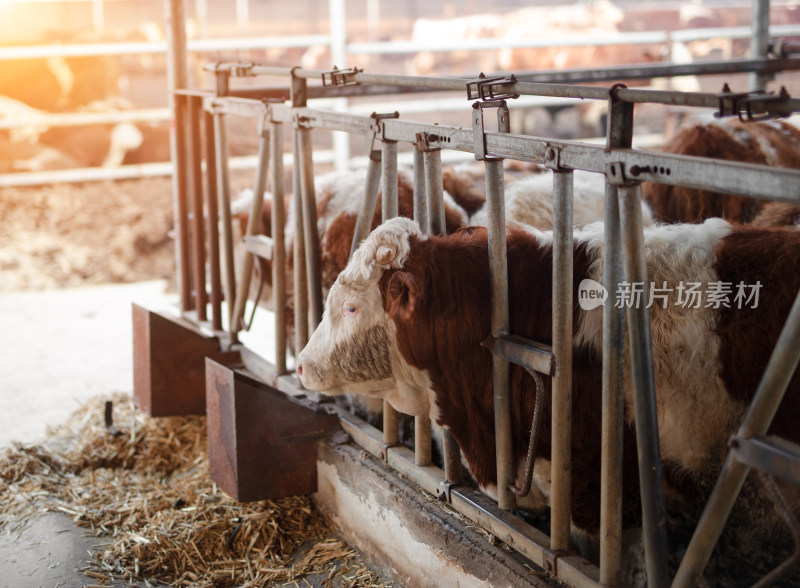 生牛养殖场里的牛