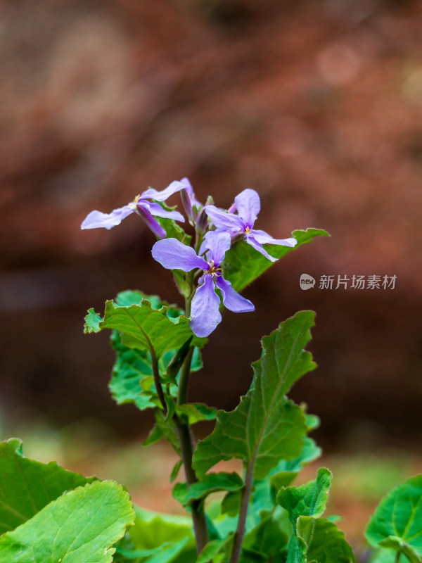 一株诸葛菜