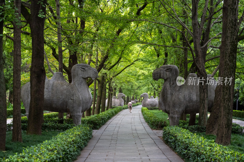 南京钟山明孝陵景区石像路夏季