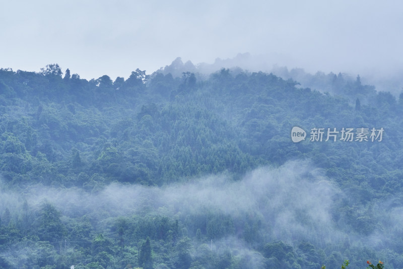 峨眉山的原始森林