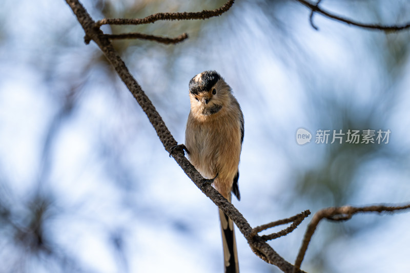 银喉长尾山雀（Aegithalos glaucogularis）