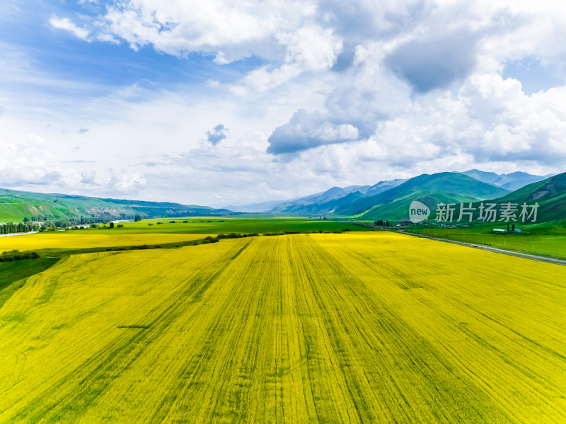 新疆生态农业油菜花田航拍