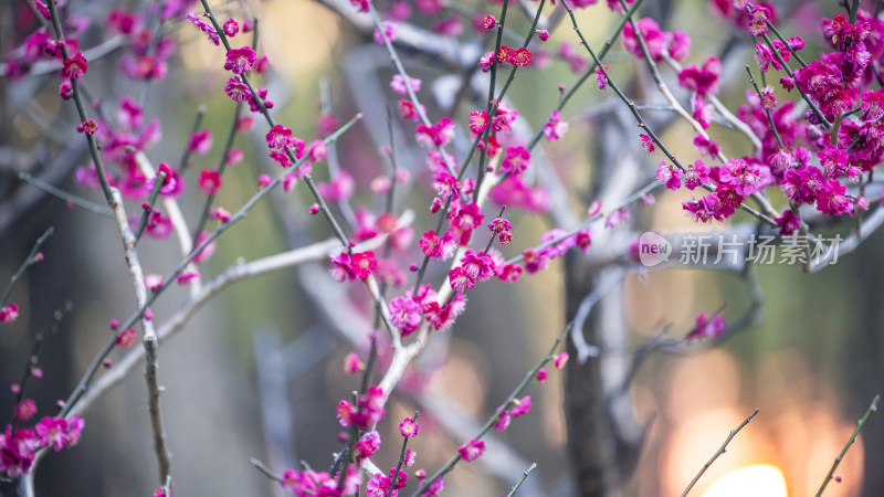 绽放的玫红色梅花特写